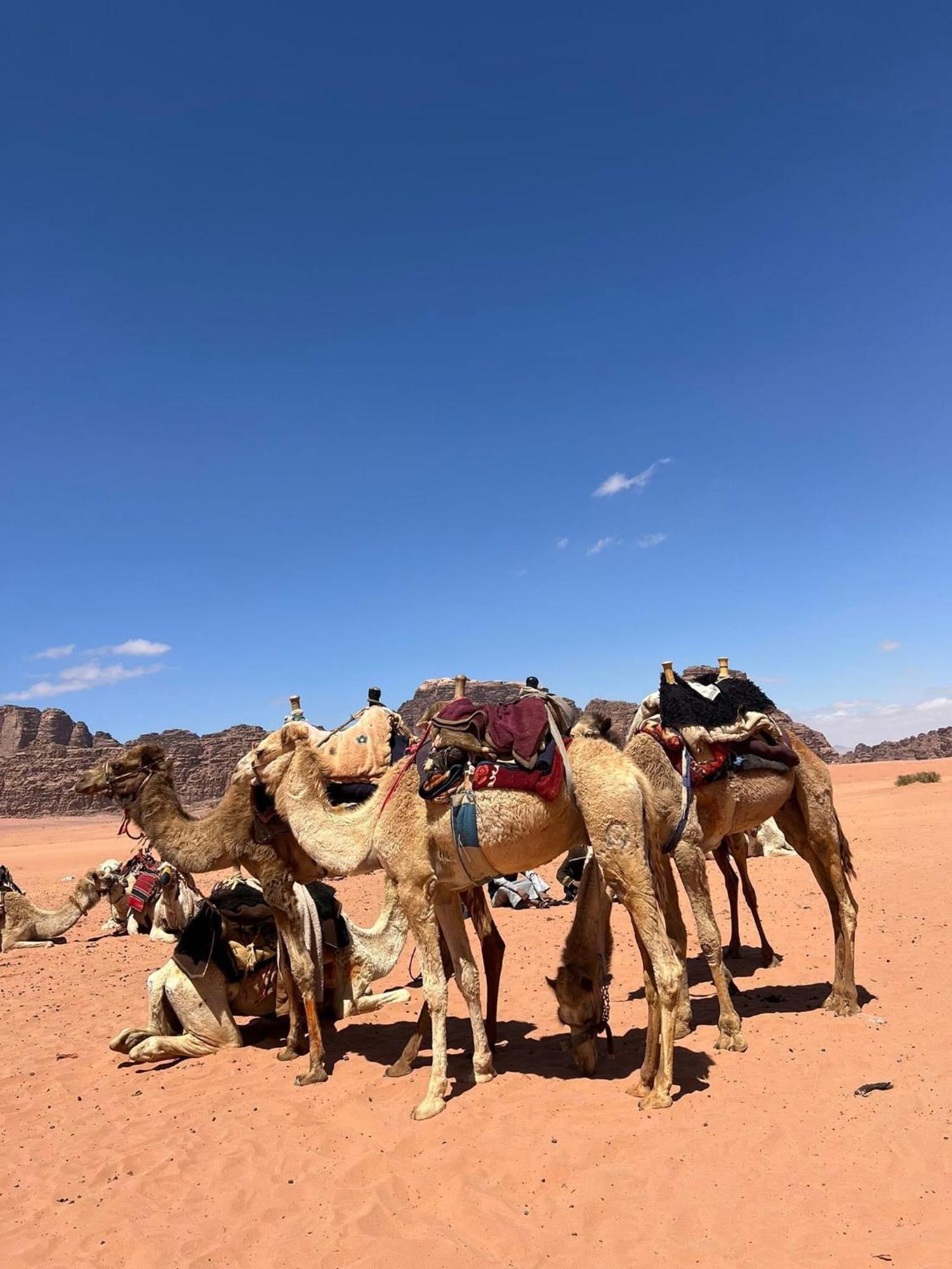 ホテル Landscape Rum Camp ワディ ・ラム エクステリア 写真